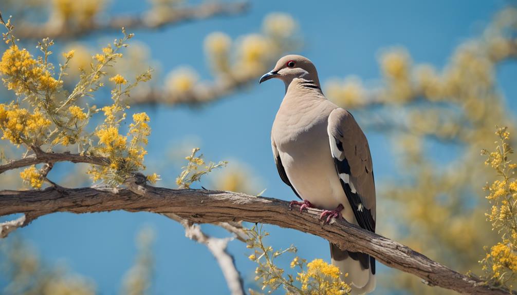 Top 15 Types Of Birds In San Antonio (With Pictures) Fly Aviary