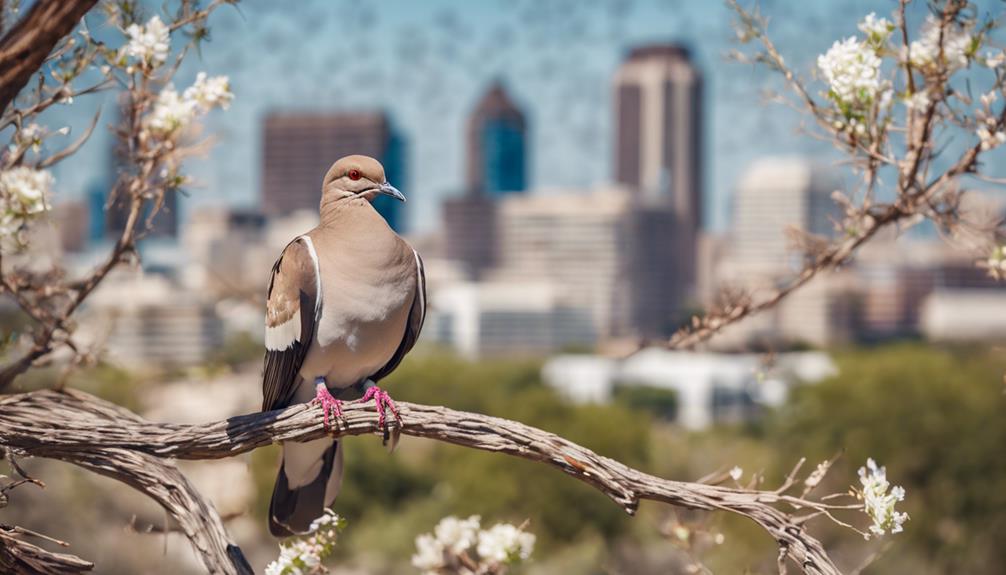 Top 15 Types Of Birds In San Antonio (With Pictures) Fly Aviary