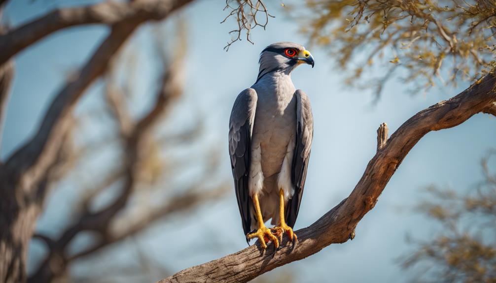 top-15-types-of-big-birds-in-south-africa-with-pictures-fly-aviary