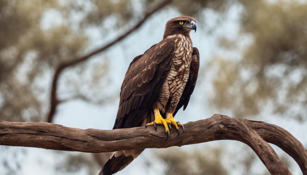 top-15-types-of-big-birds-in-south-africa-with-pictures-fly-aviary